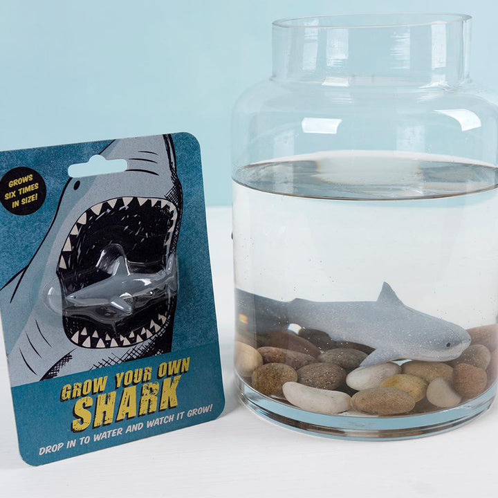 Grow Your Own Shark - Children's Stocking Filler kids - The Wedding of My Dreams